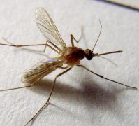 深圳蚊子防治