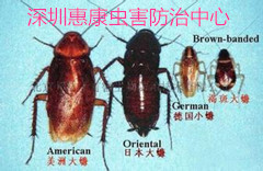 深圳家庭蟑螂灭治方法