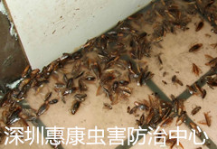 深圳蟑螂危害种类