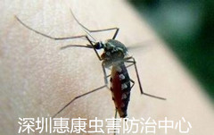 蚊子对人类传播疾病