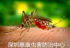 深圳蚊子危害有那些？