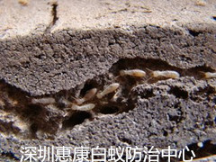 深圳白蚁危害严重吗？为什么？