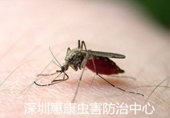 蚊子是怎样吸人的血