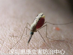 深圳杀虫公司教你如何防蚊子叮咬